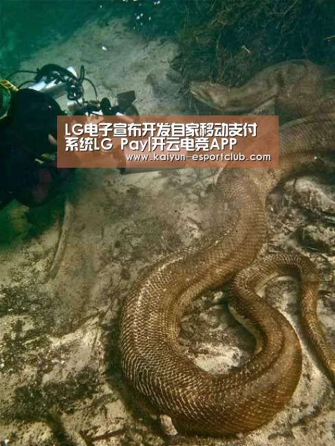 开云体育赛事直播